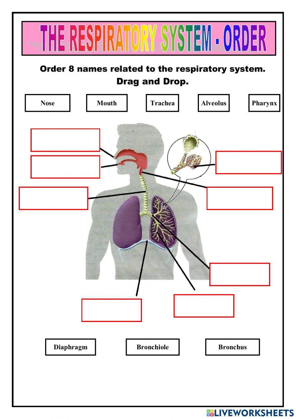 Nutrition - respiratory system
