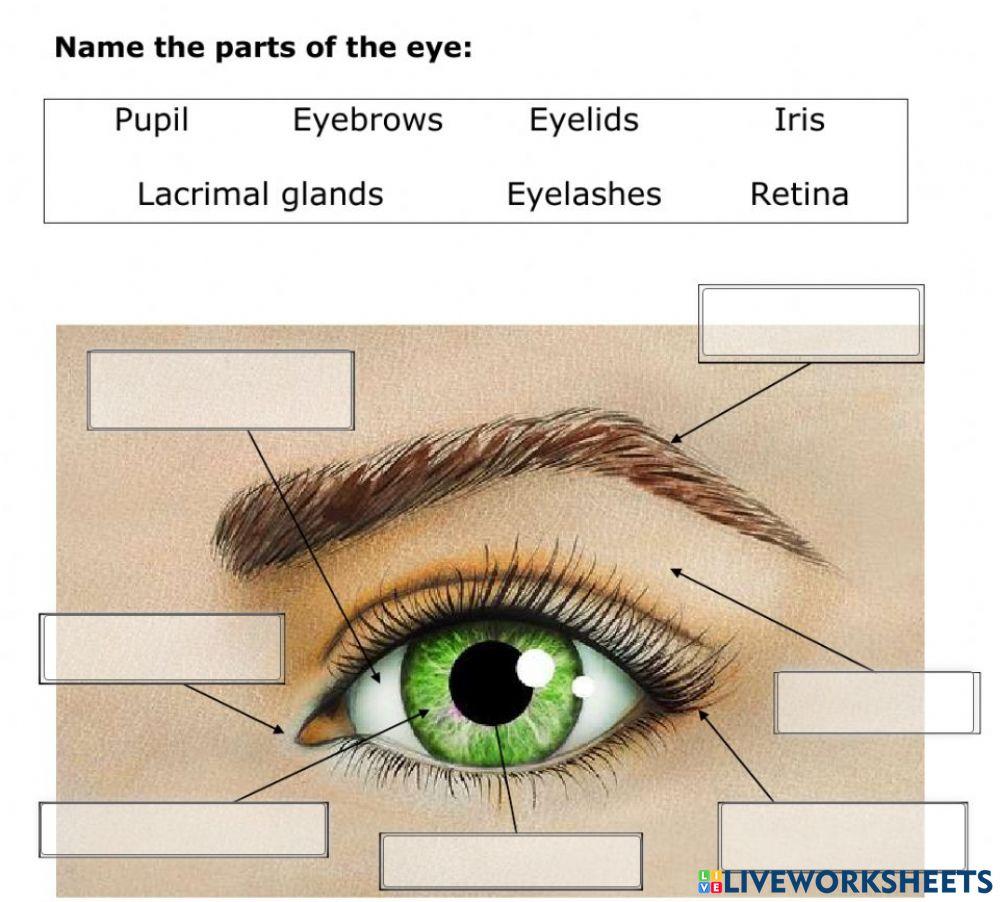 Parts of eye