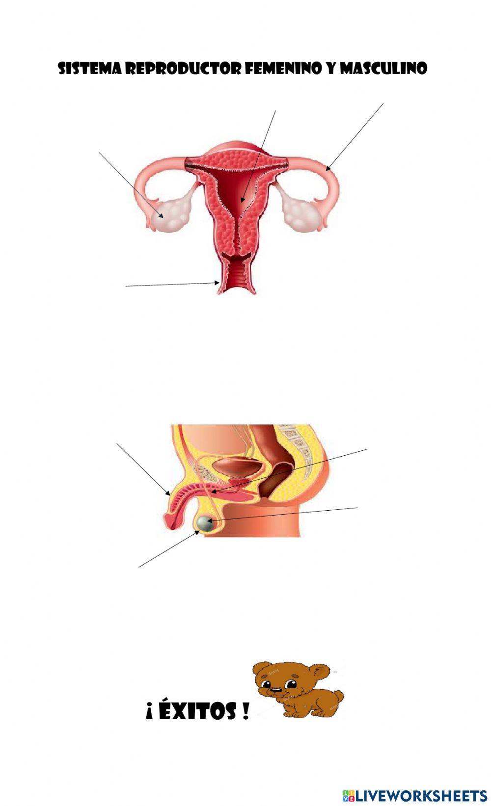 Sistema reproductor masculino y femenino