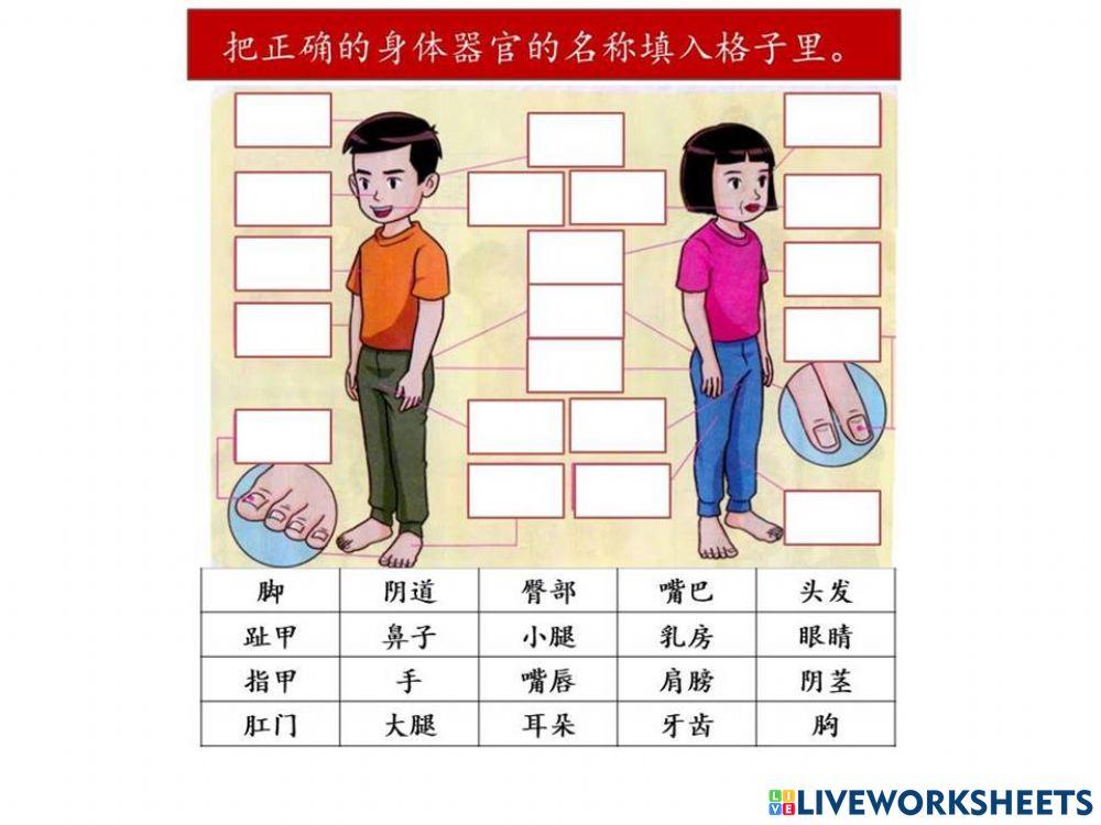 身体器官的名称