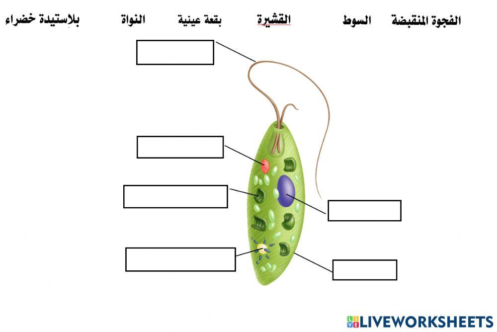تركيب اليوجلينا