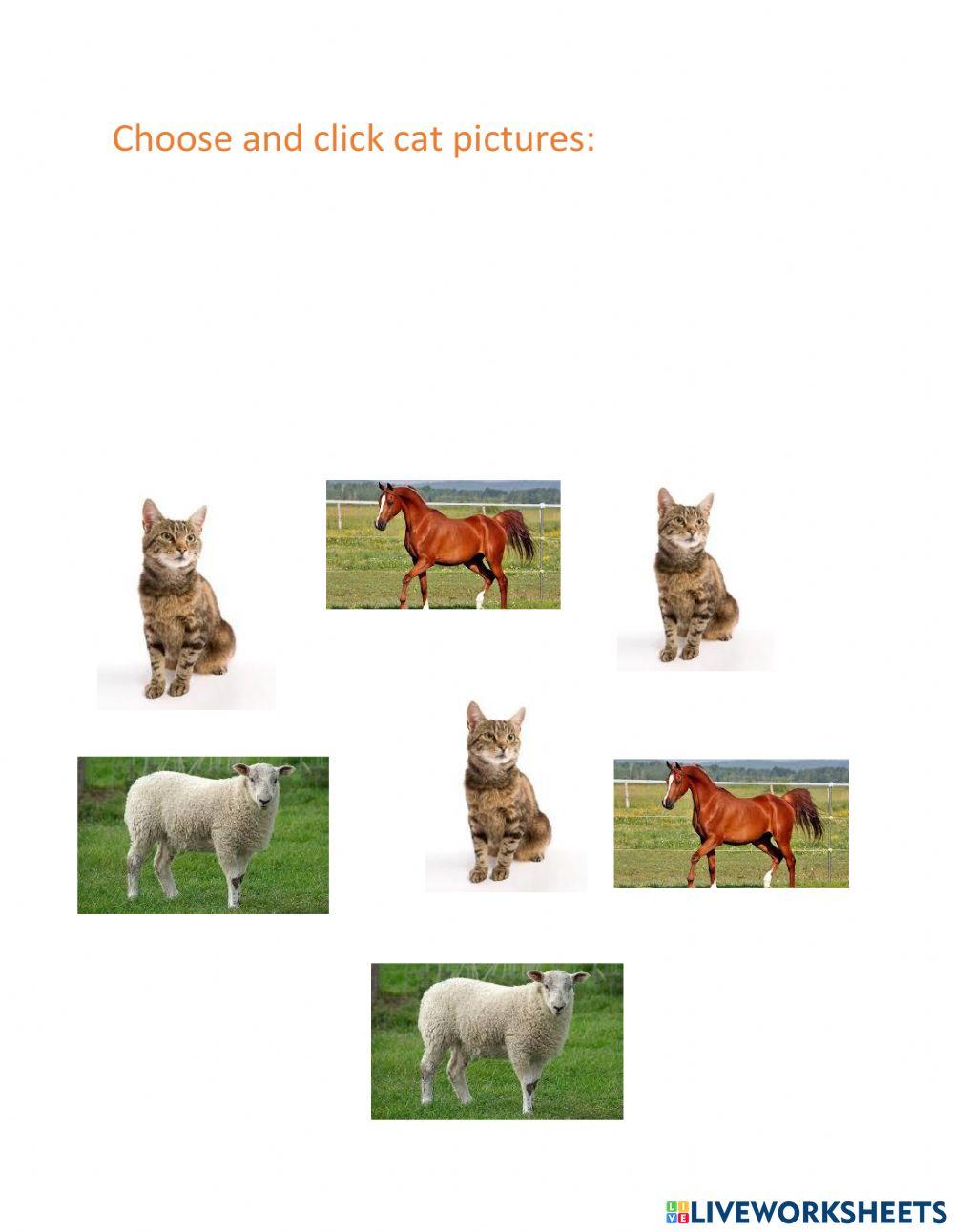 Select and click cat pictures