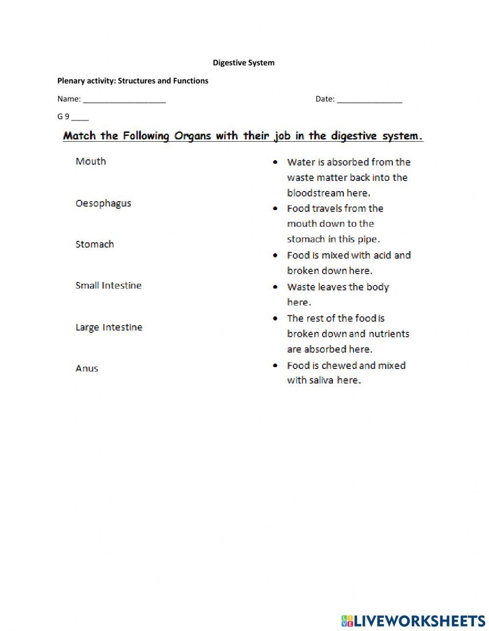 Digestive System - Structure and Function