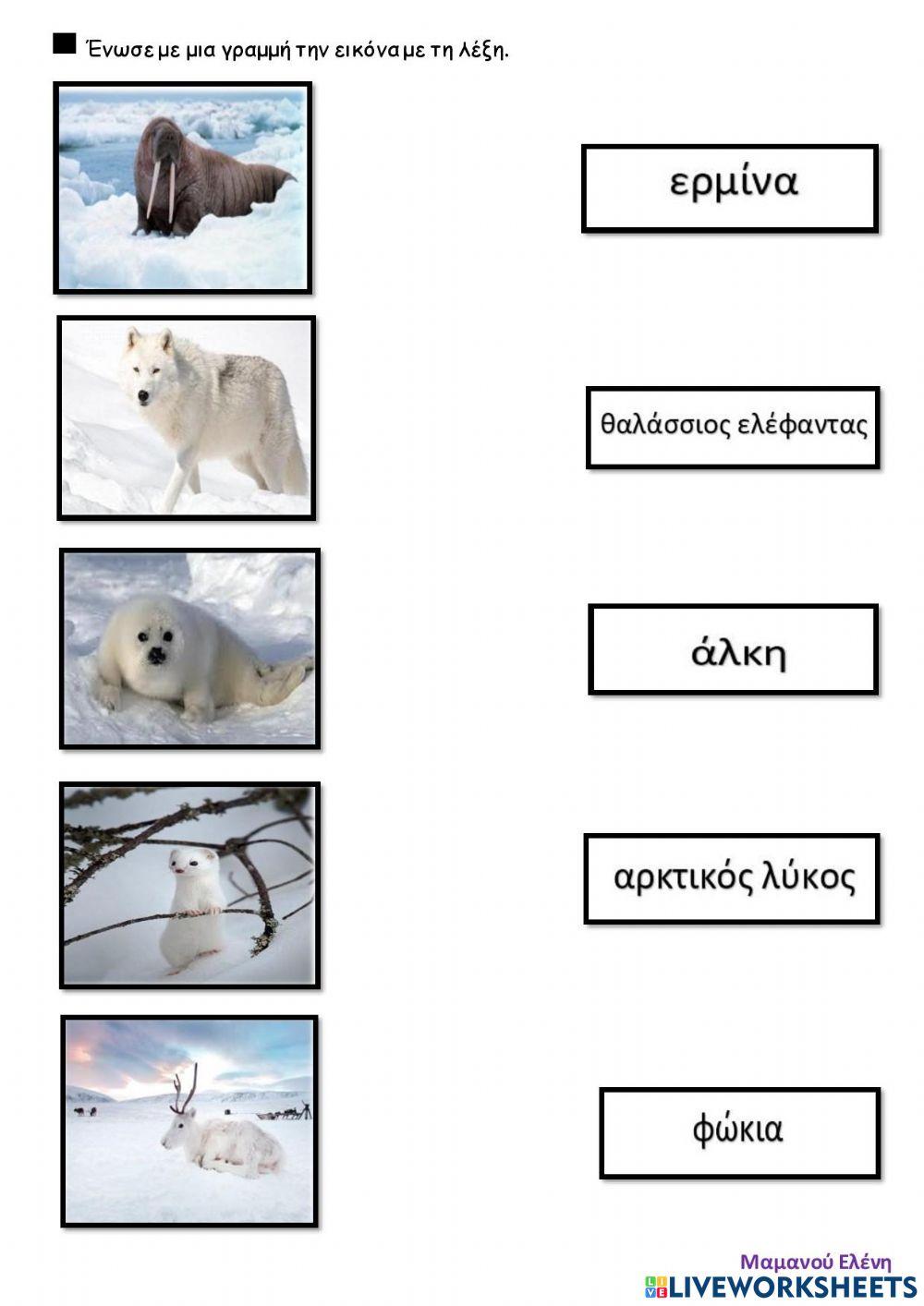 Τα ζώα των πάγων-Αντιστοίχιση