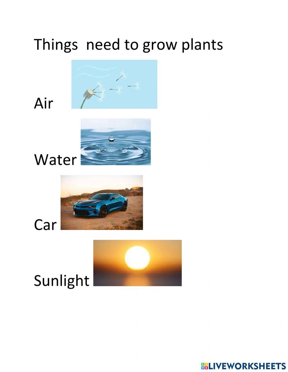 Plants needs to grow worksheet Live Worksheets
