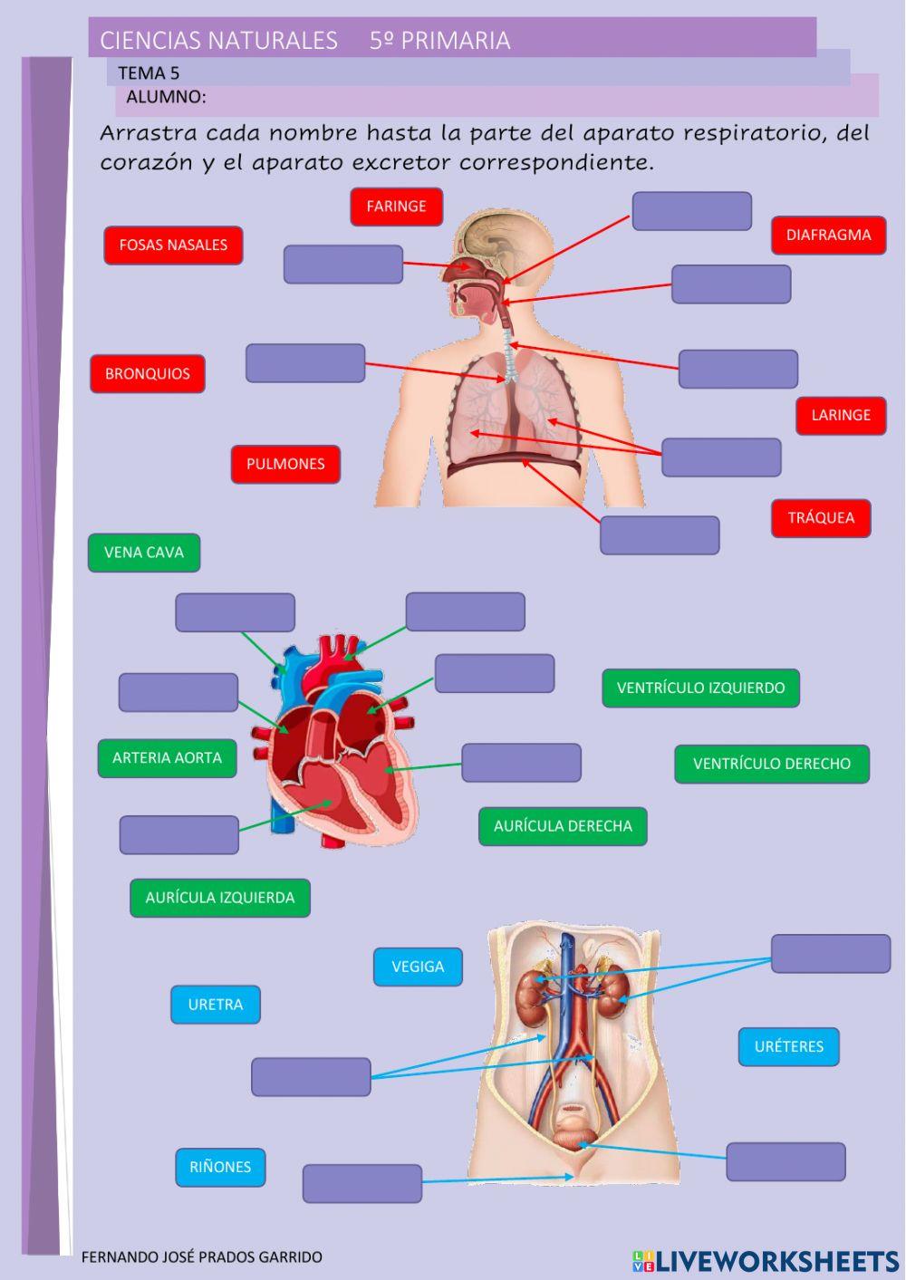5º naturales tema 5
