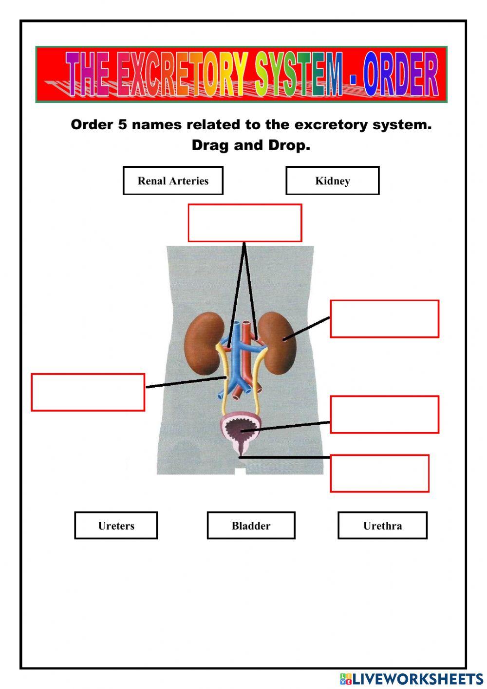 Nutrition - excrettory system