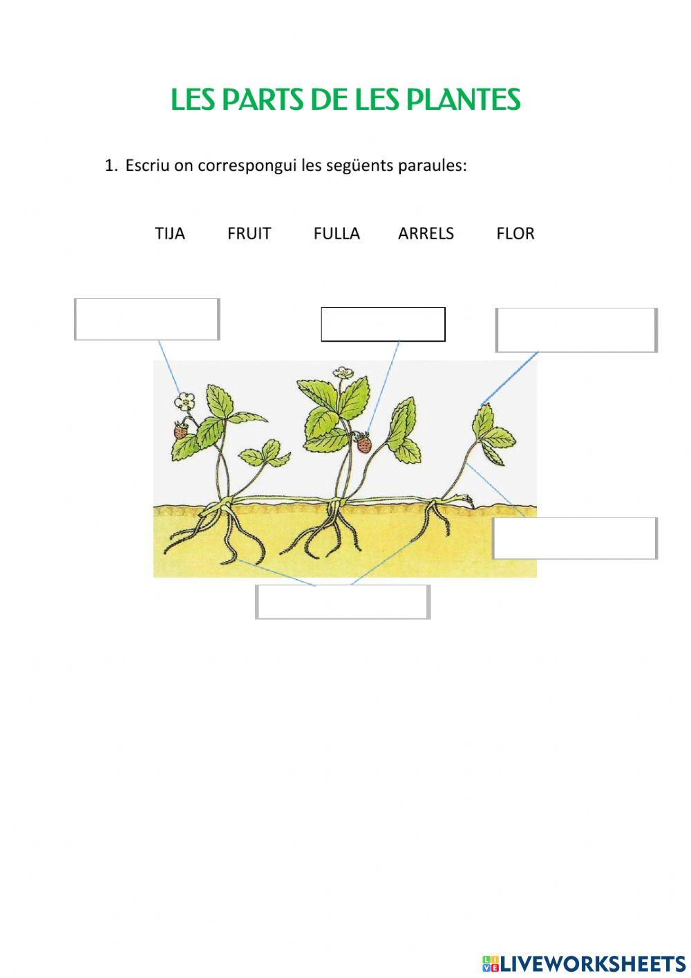 Parts de les plantes