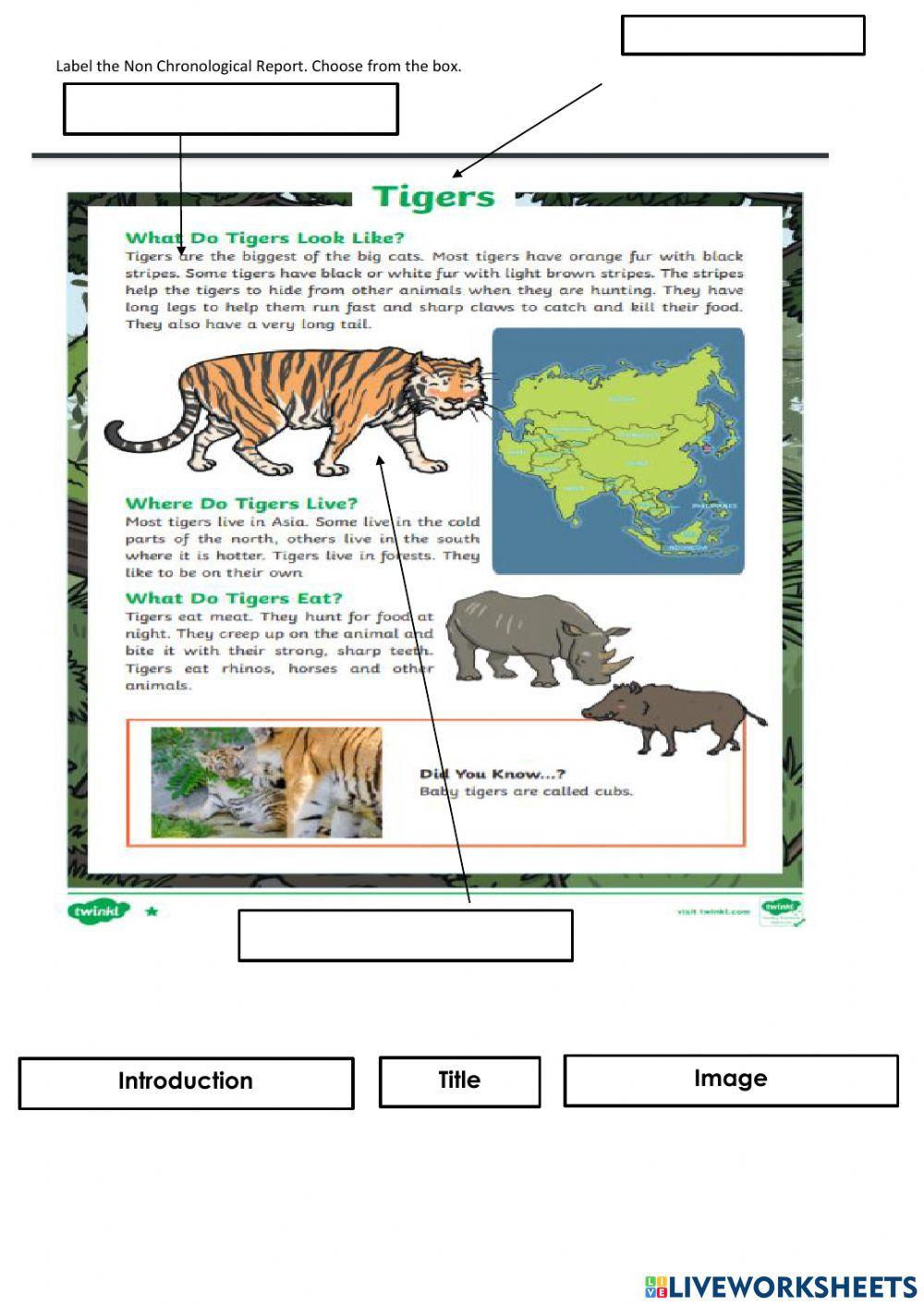 Non Chronological Report Starter