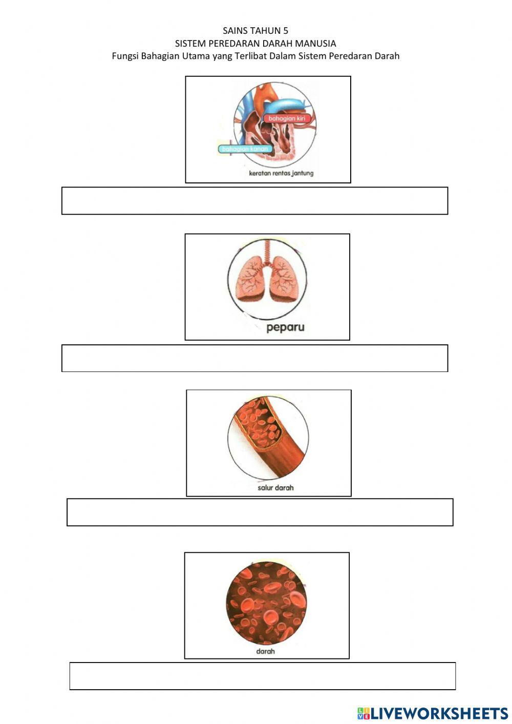 Fungsi Bahagian Utama Dalam Sistem Peredaran Darah