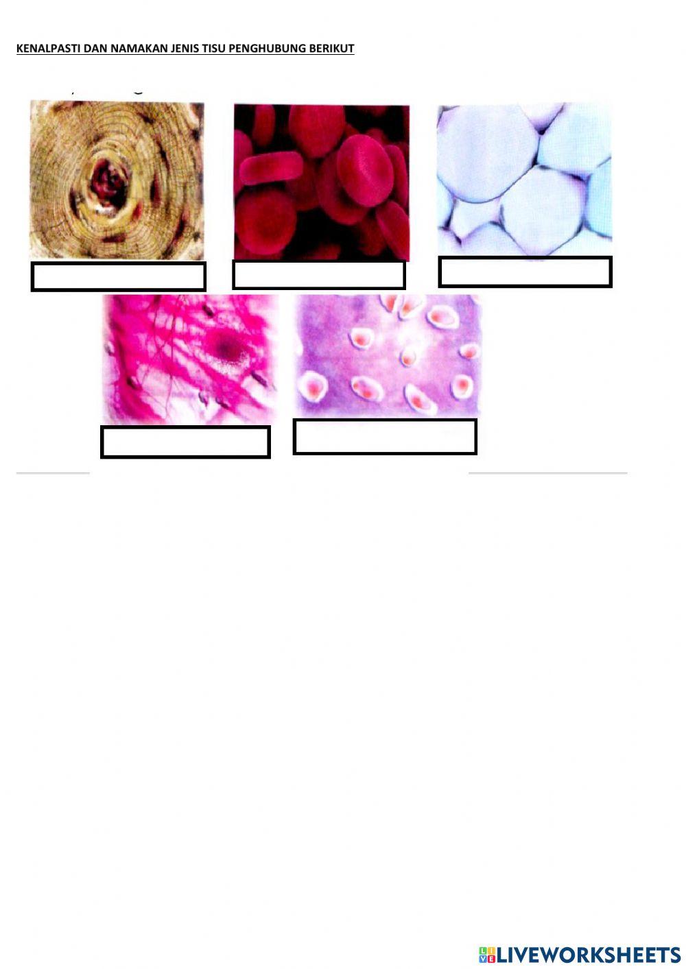 BAB 2:Biologi sel dan Organisasi Sel