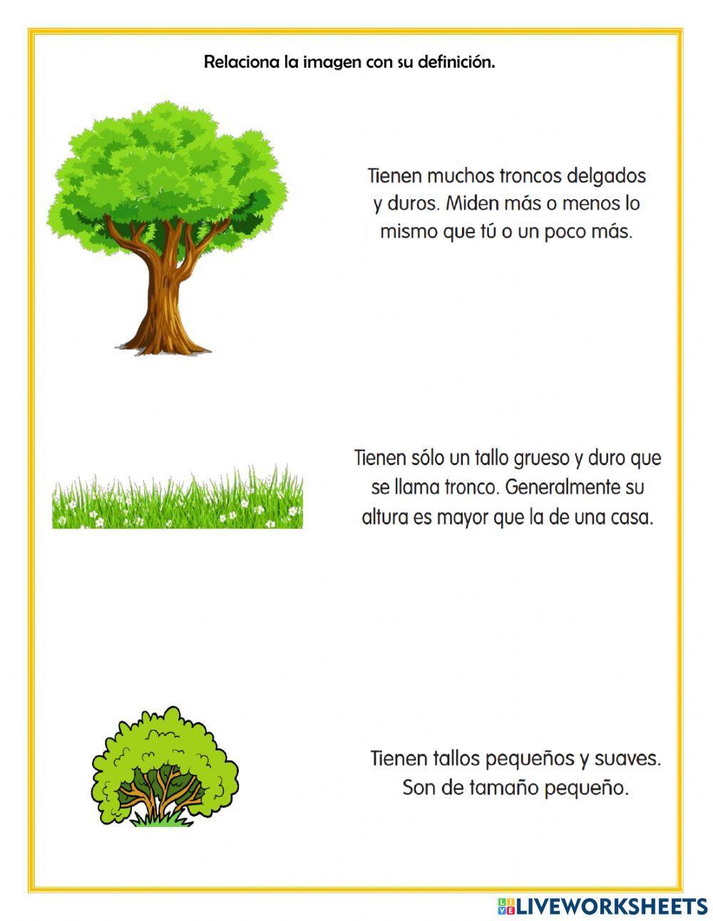 Árbol, arbusto o yerba