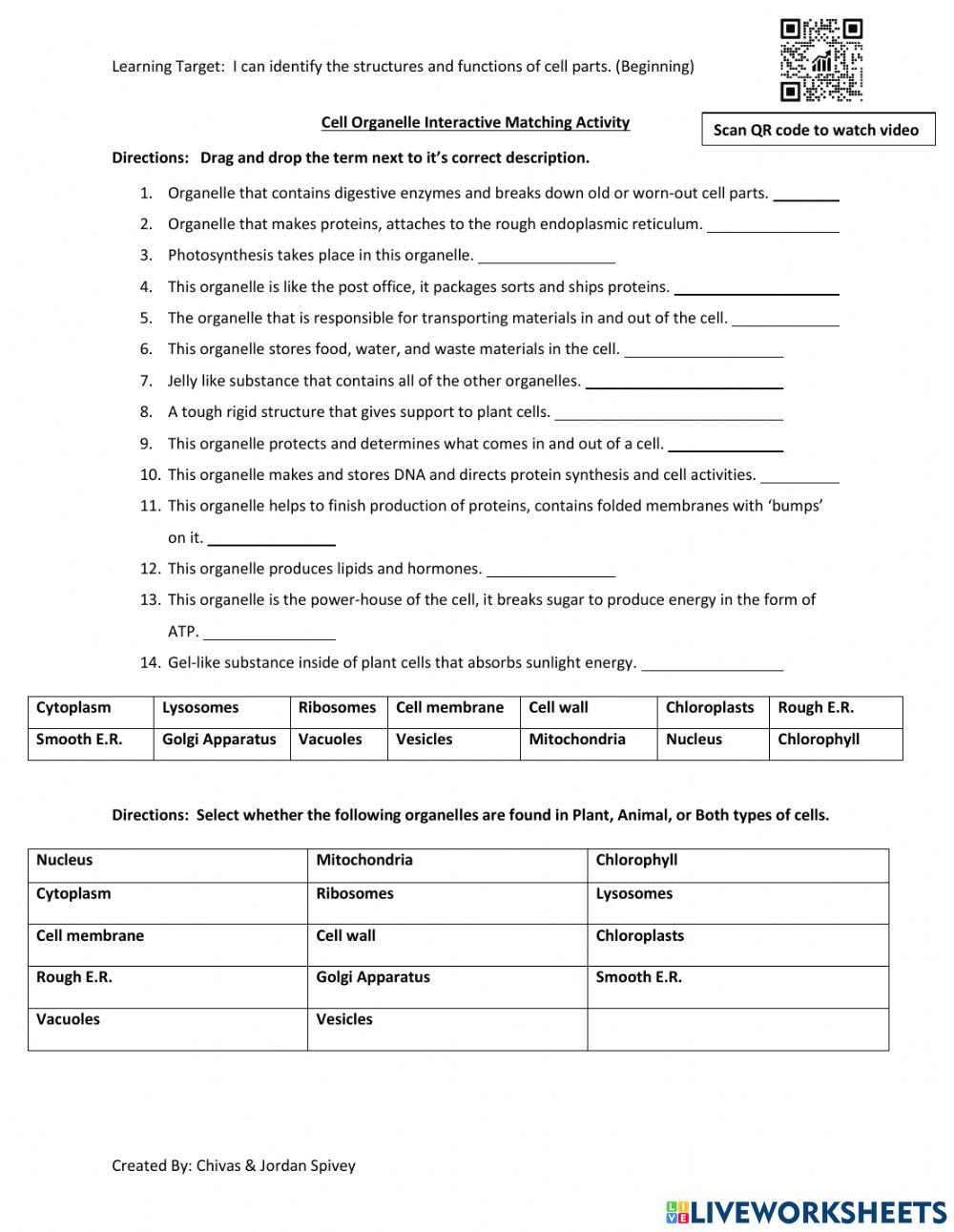 Cell Organelle Interactive Activity