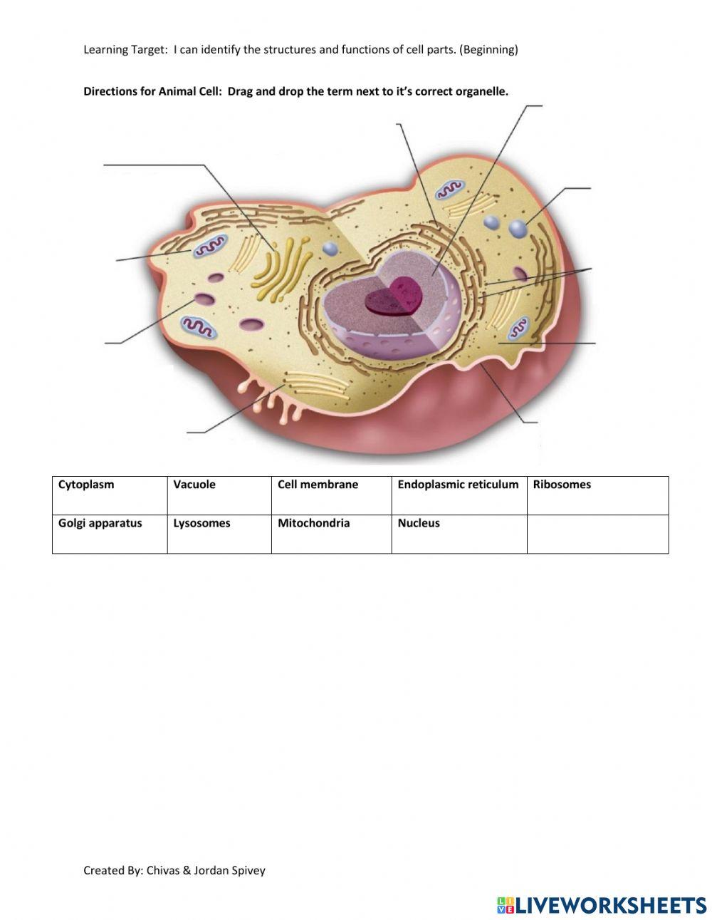 Cell Organelle Interactive Activity