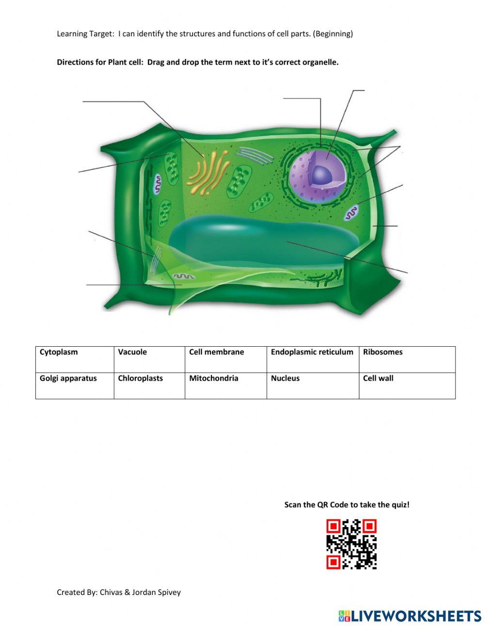 Cell Organelle Interactive Activity