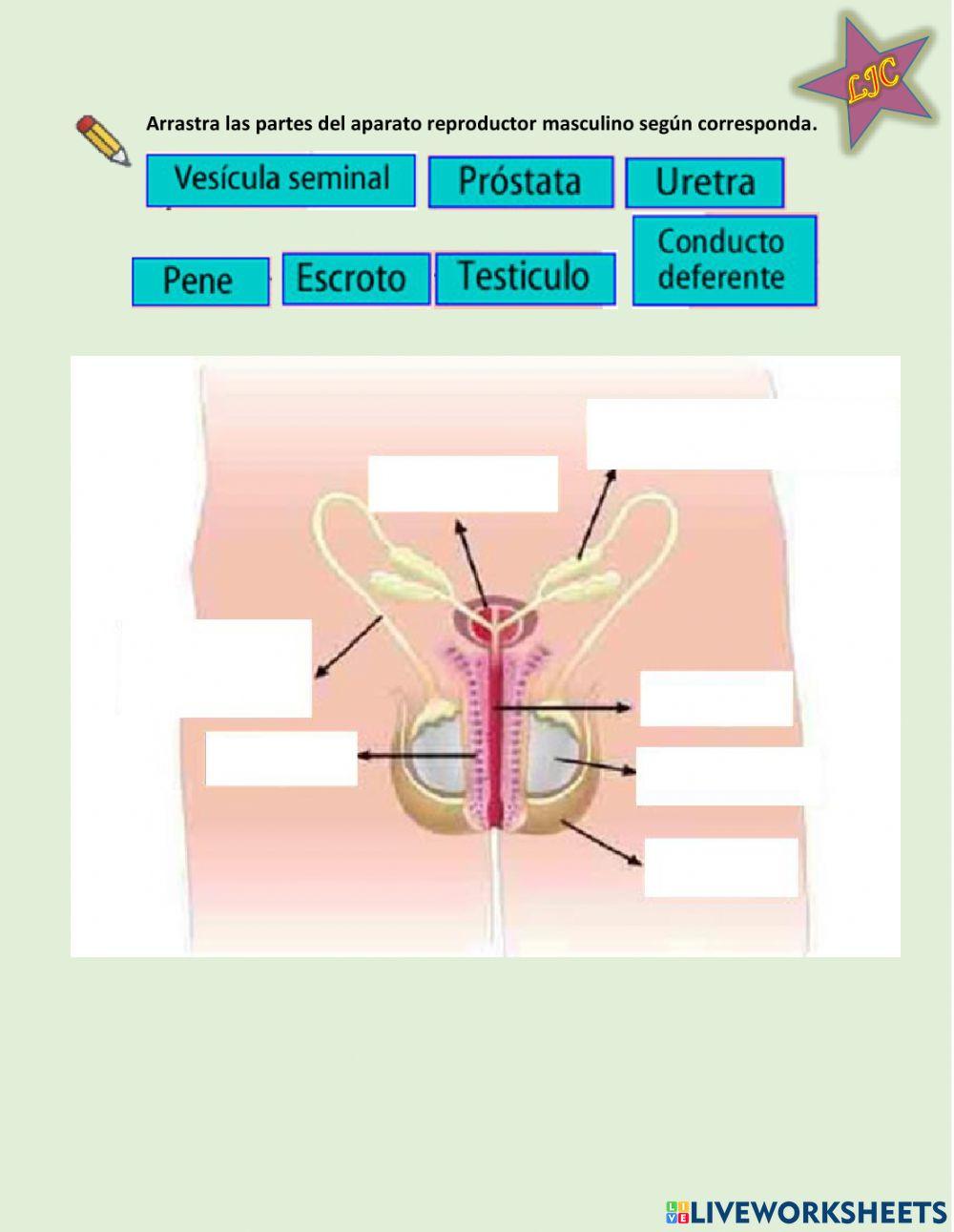 Repaso ciencias naturales