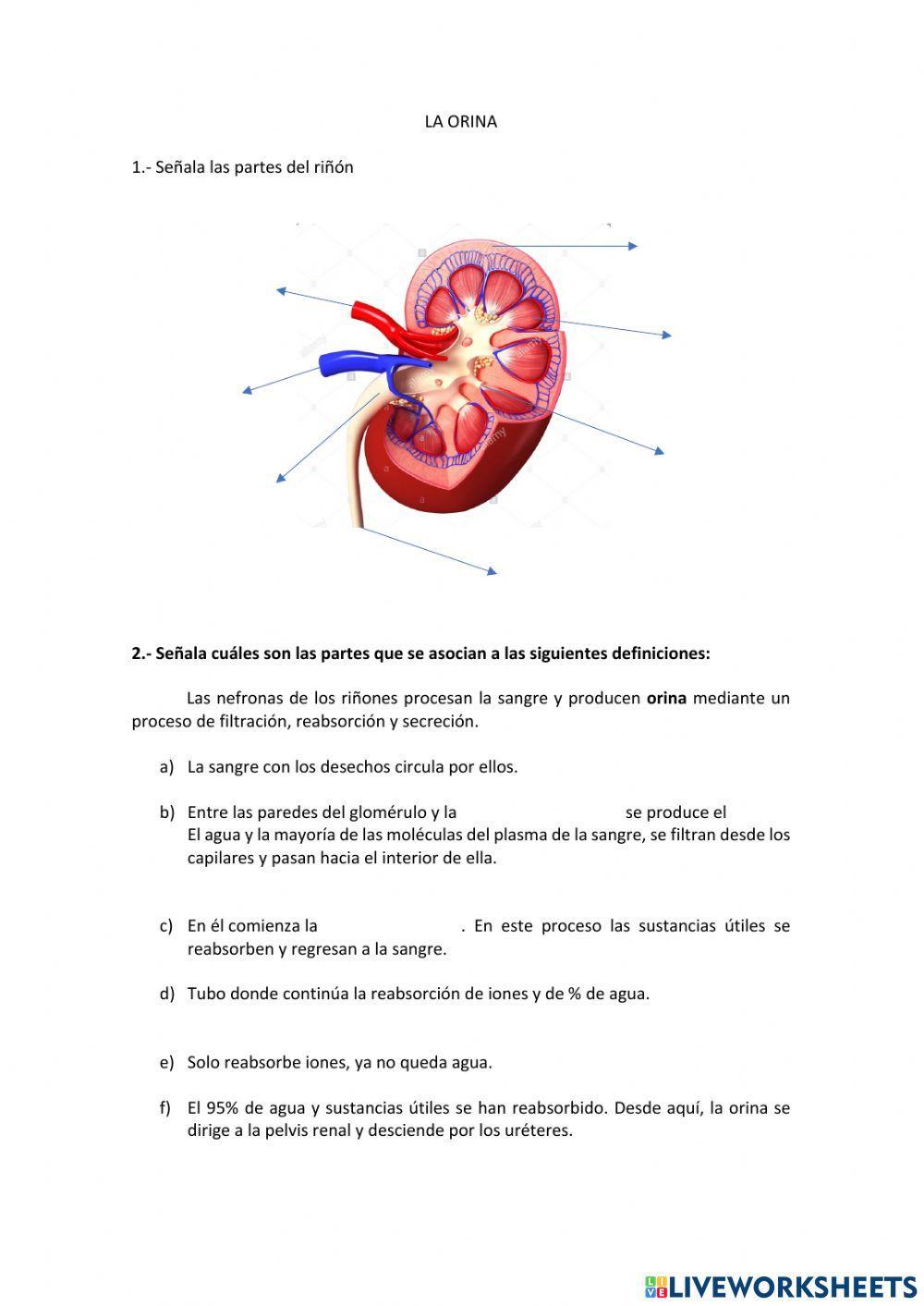 Partes del riñón y formación de la orina