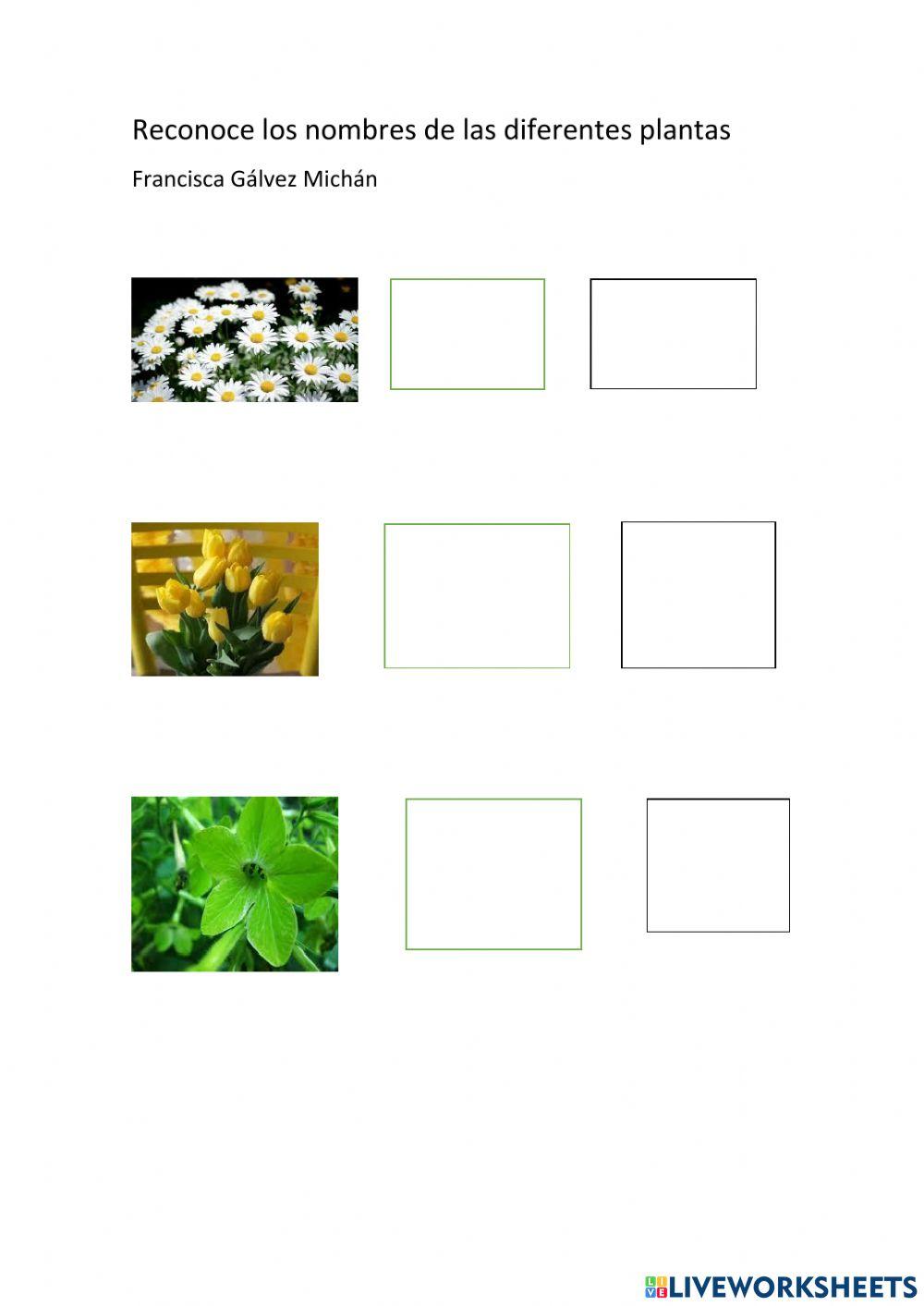 Reconoce nombre de plantas