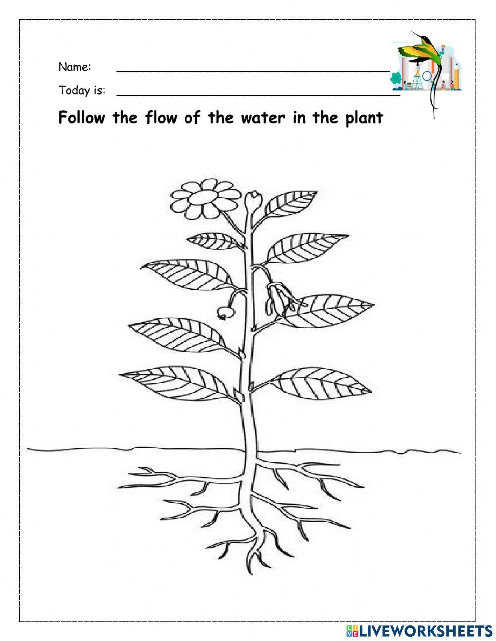 Plants online exercise for Kindergarten Live Worksheets