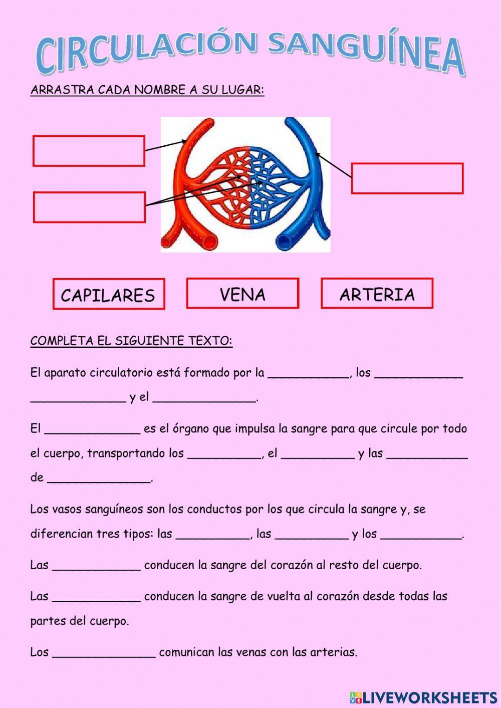 Circulación sanguínea