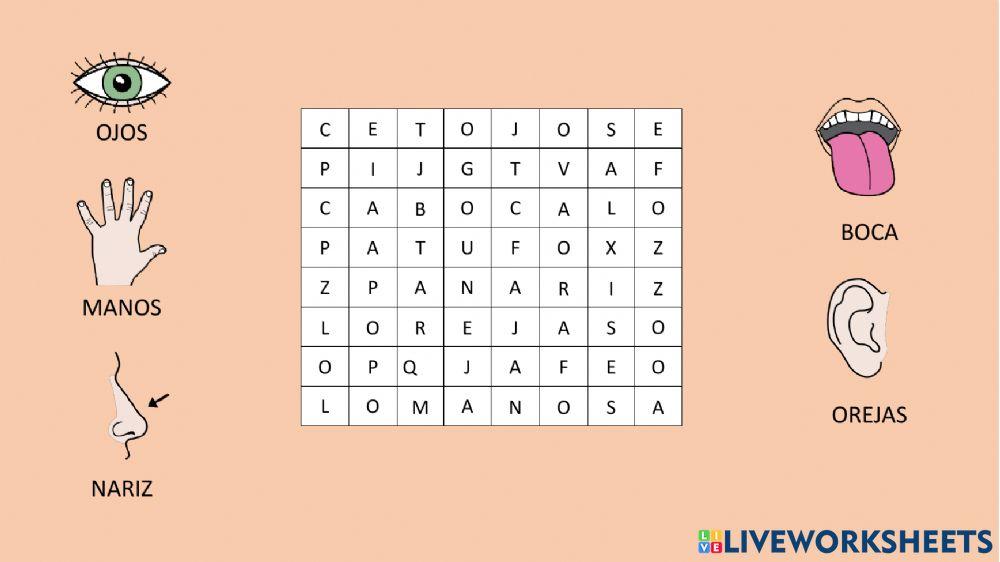 5 sentidos sopa de letras