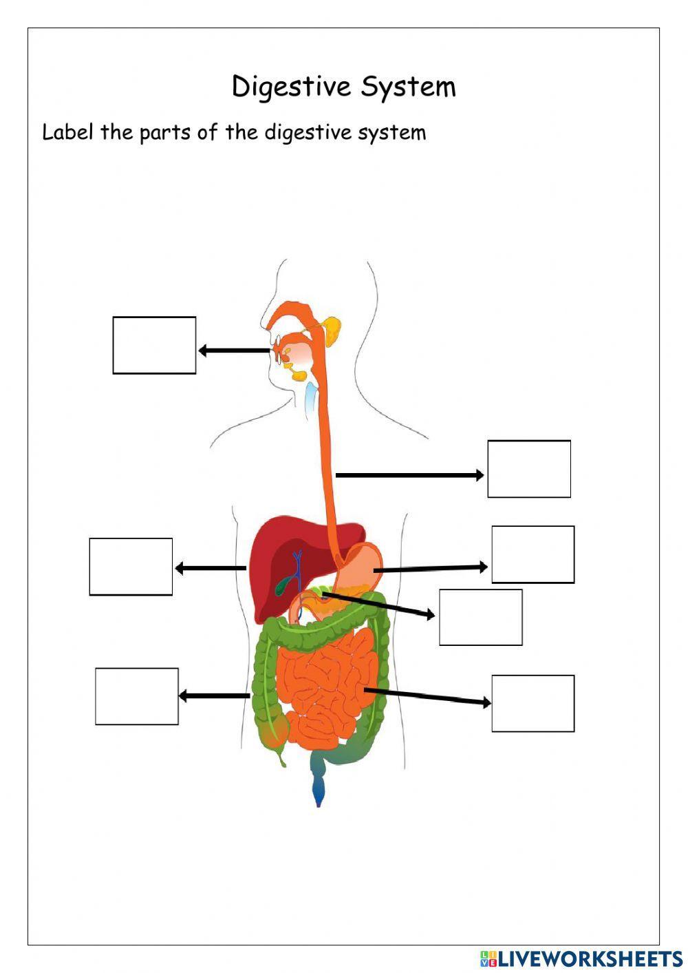 Label the digestive system