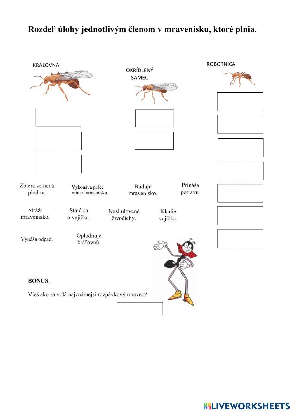 Rozdeľ úlohy jednotlivým členom v mravenisku