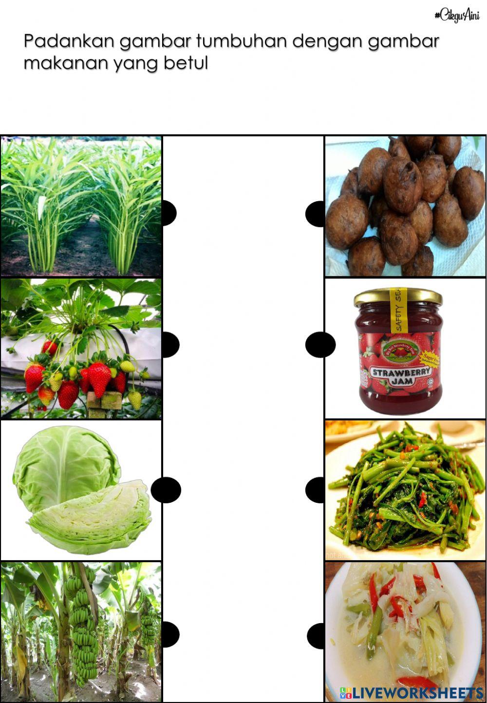 Tumbuhan sebagai sumber makanan manusia