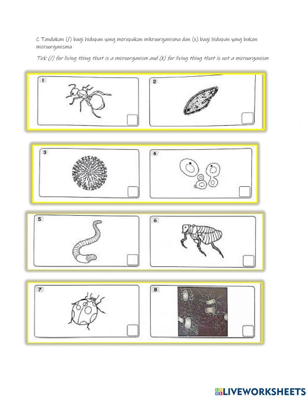 Microorganisms yr 6