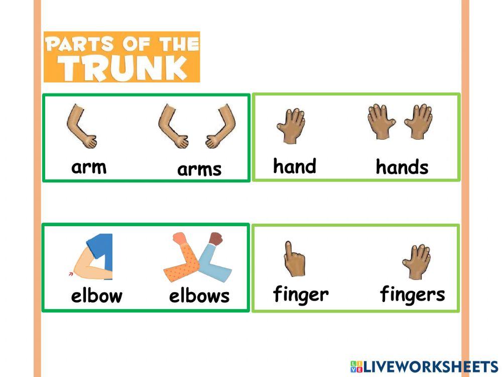 Listen and repeat: Parts of the trunk