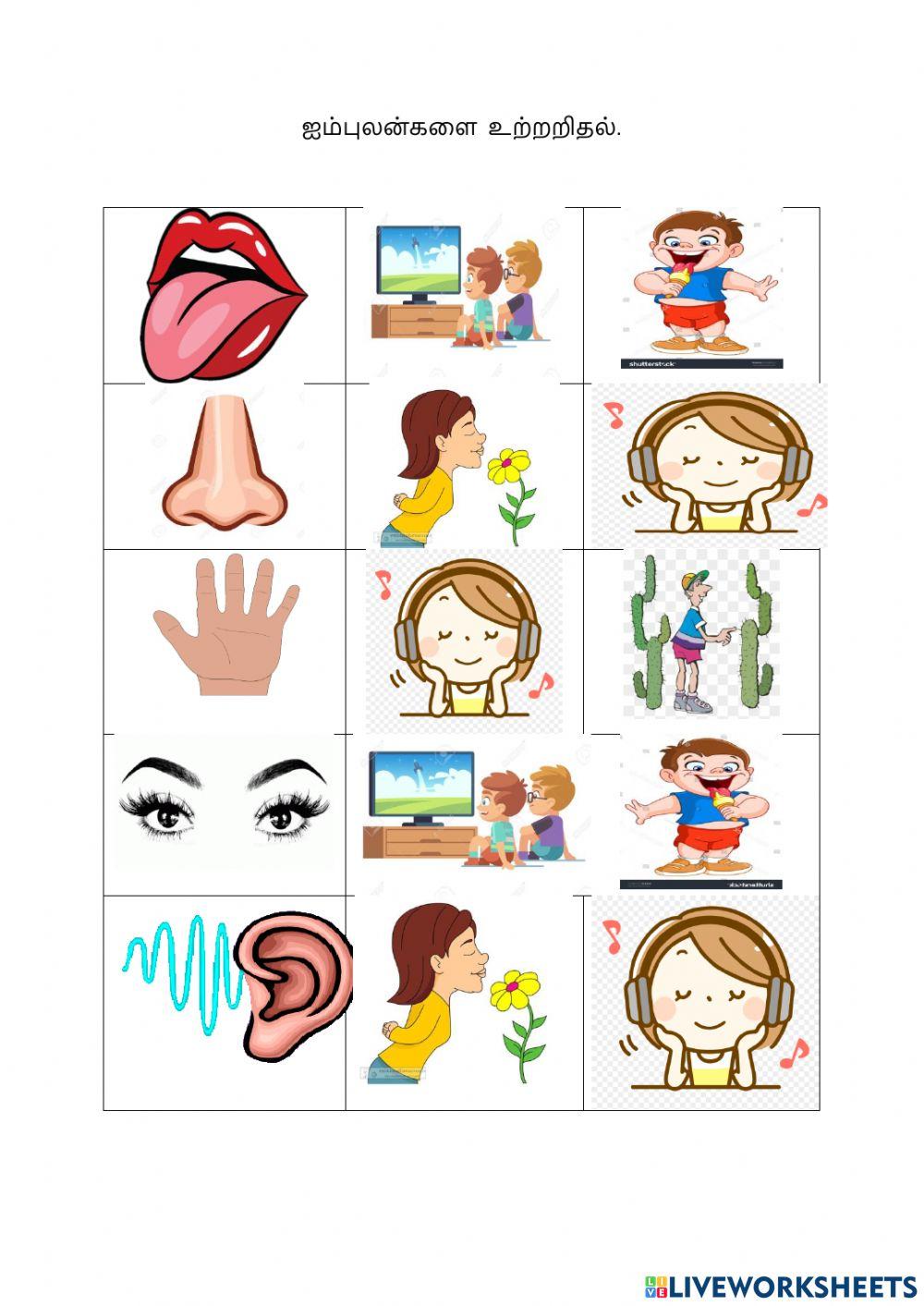 ஐம்புலன்கள் அறிவோம்