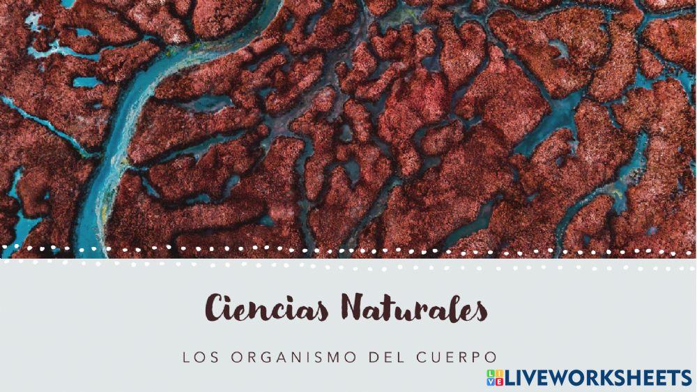 Los sistemas del cuerpo humano