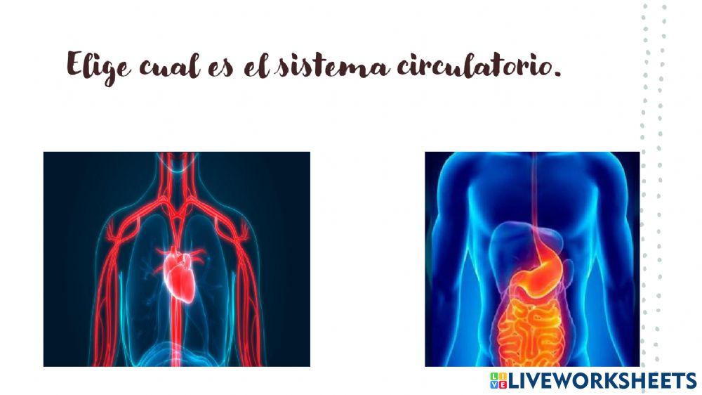 Los sistemas del cuerpo humano