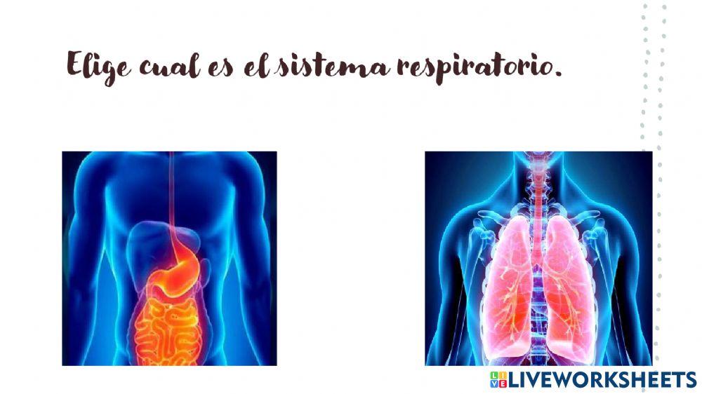 Los sistemas del cuerpo humano