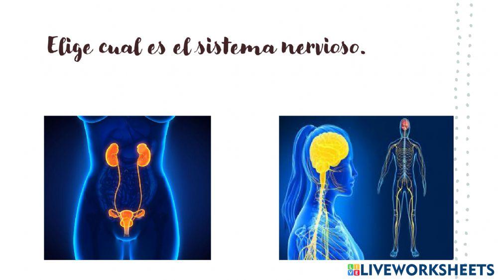 Los sistemas del cuerpo humano