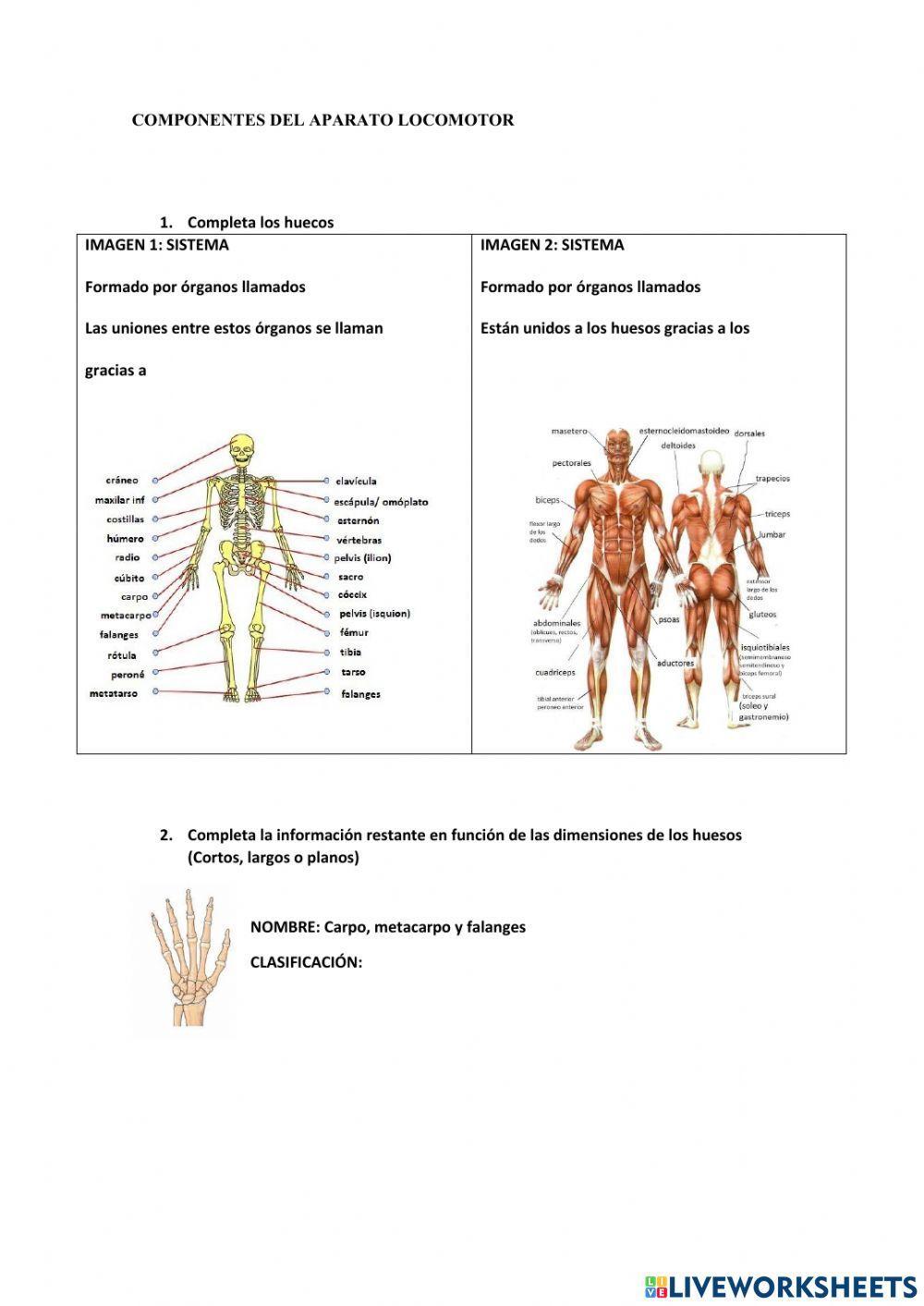Componentes del aparato locomotor y algunas características