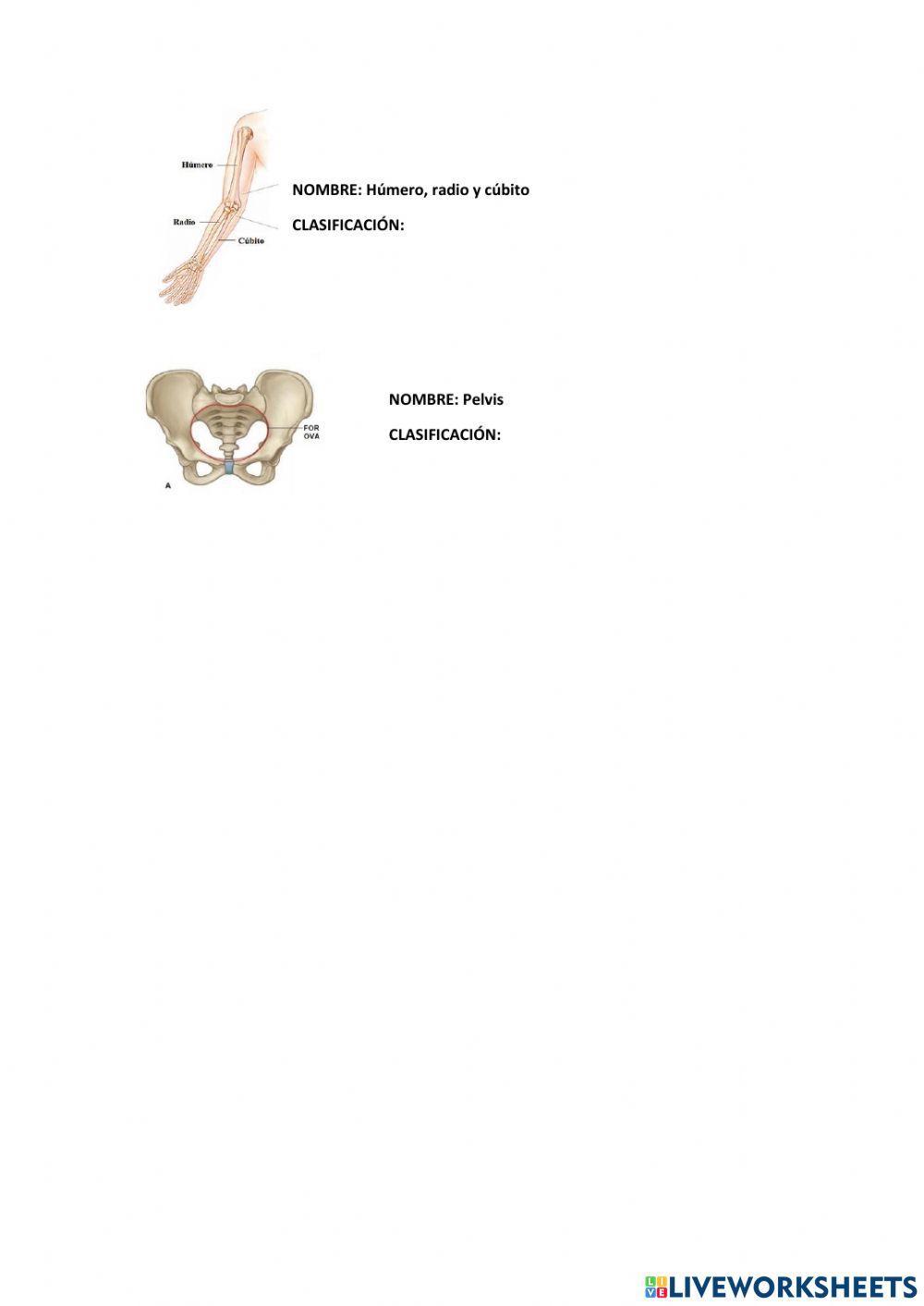 Componentes del aparato locomotor y algunas características