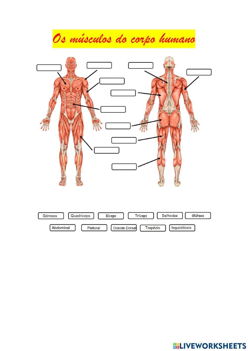 Músculos do corpo humano