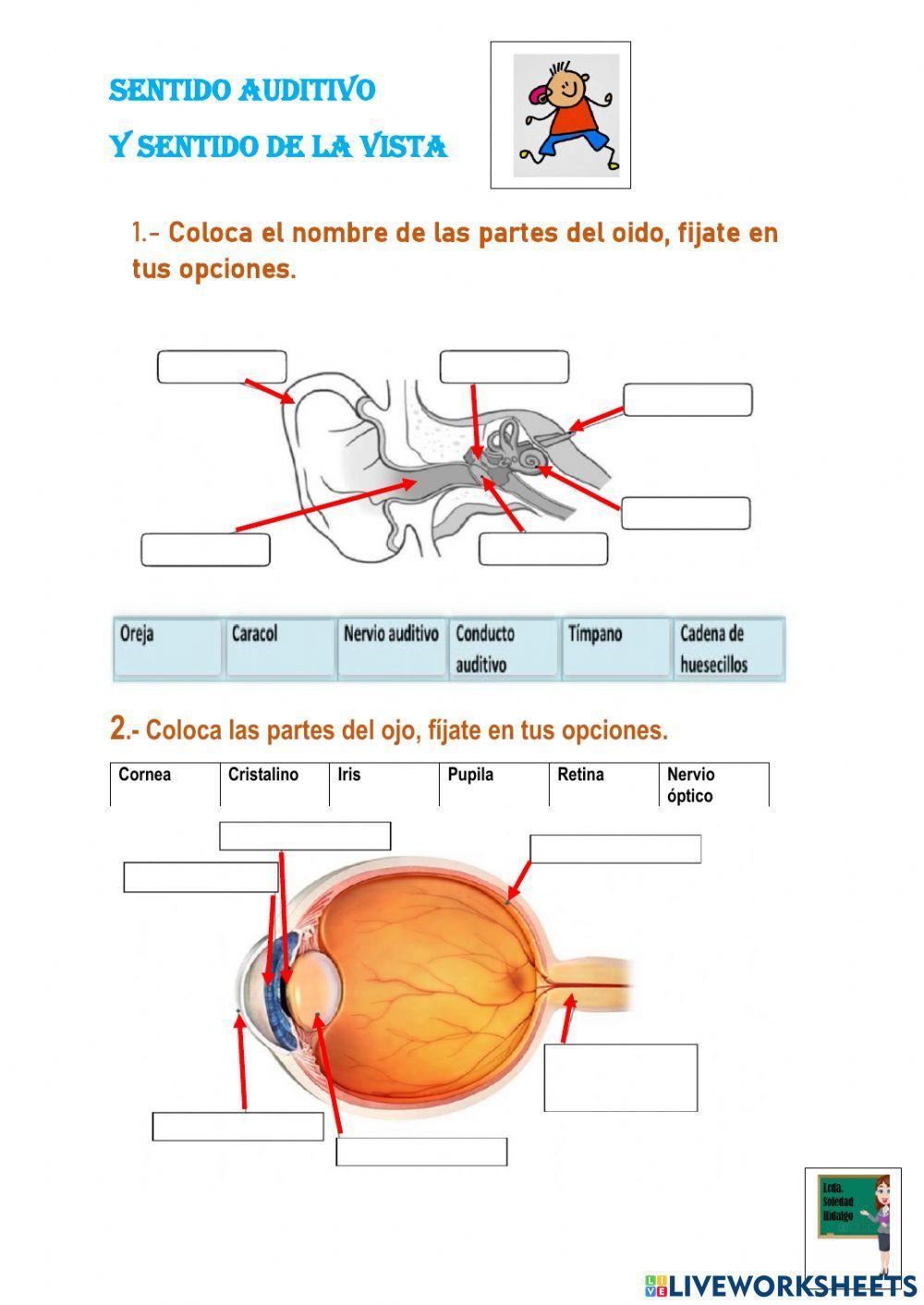 Órganos de los sentidos