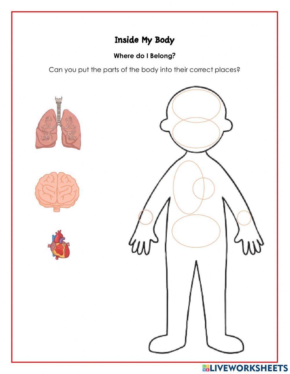 Inside My Body- Organs