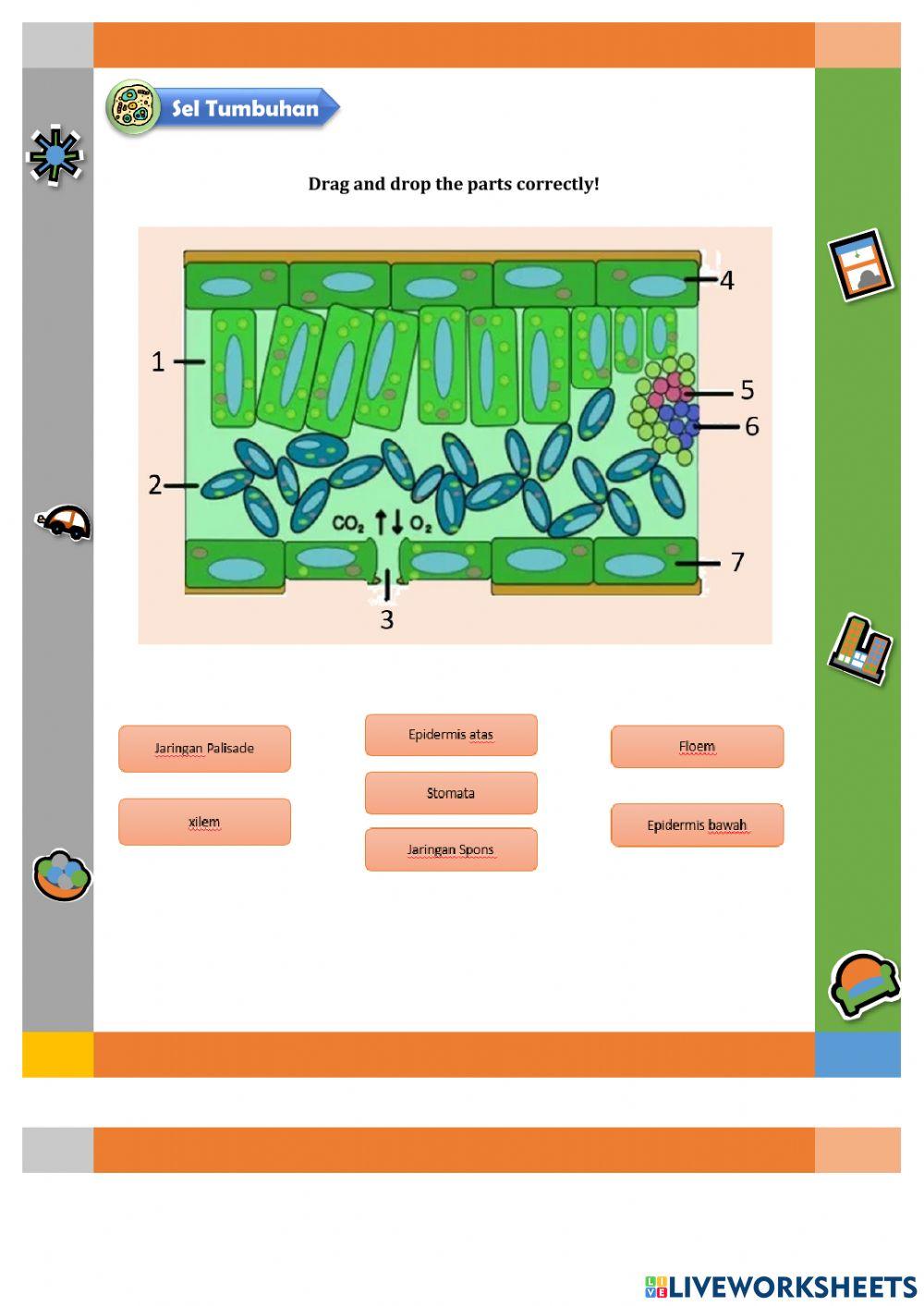 LKS Struktur dan Fungsi Jaringan Tumbuhan