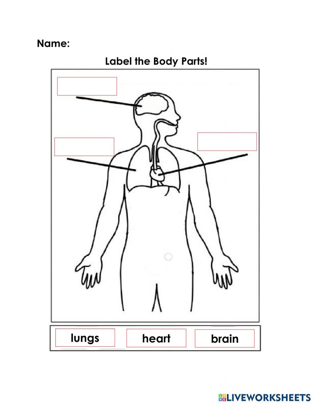 Label the Body Parts