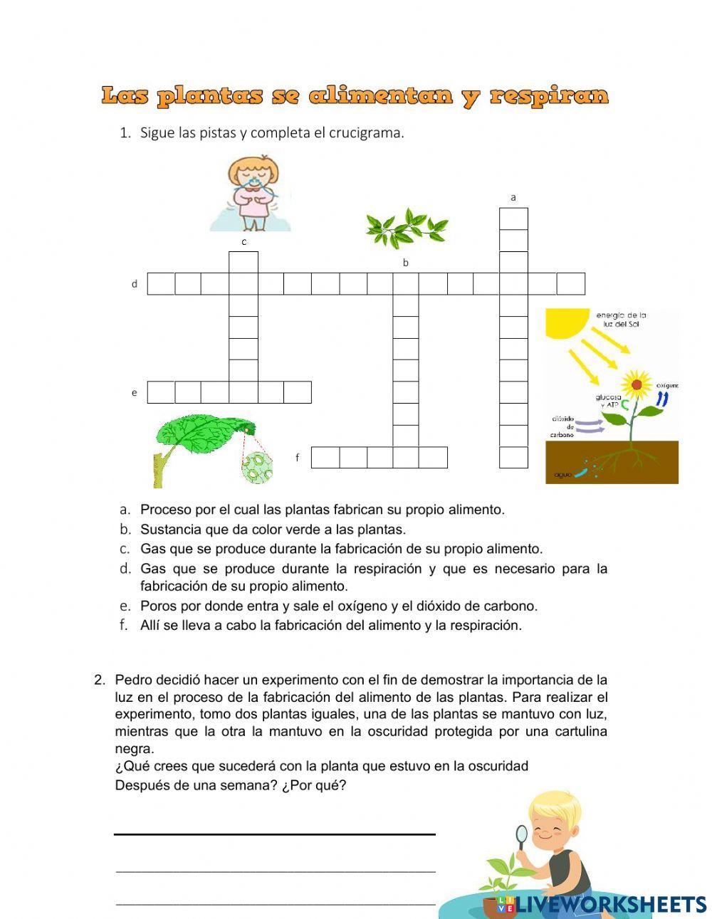Respiración y alimentación de las plantas.