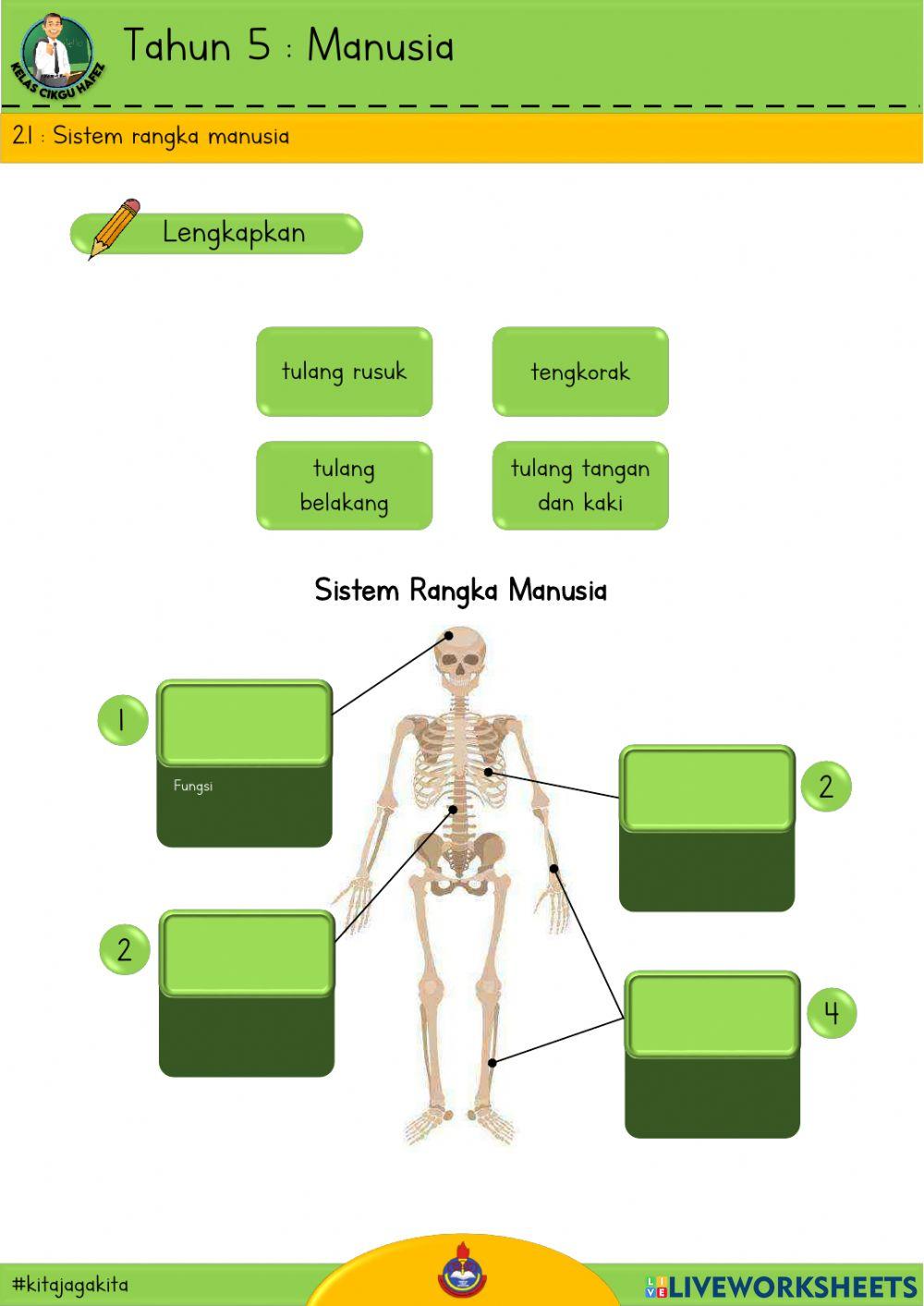 Sains T5 - Sistem Rangka Manusia
