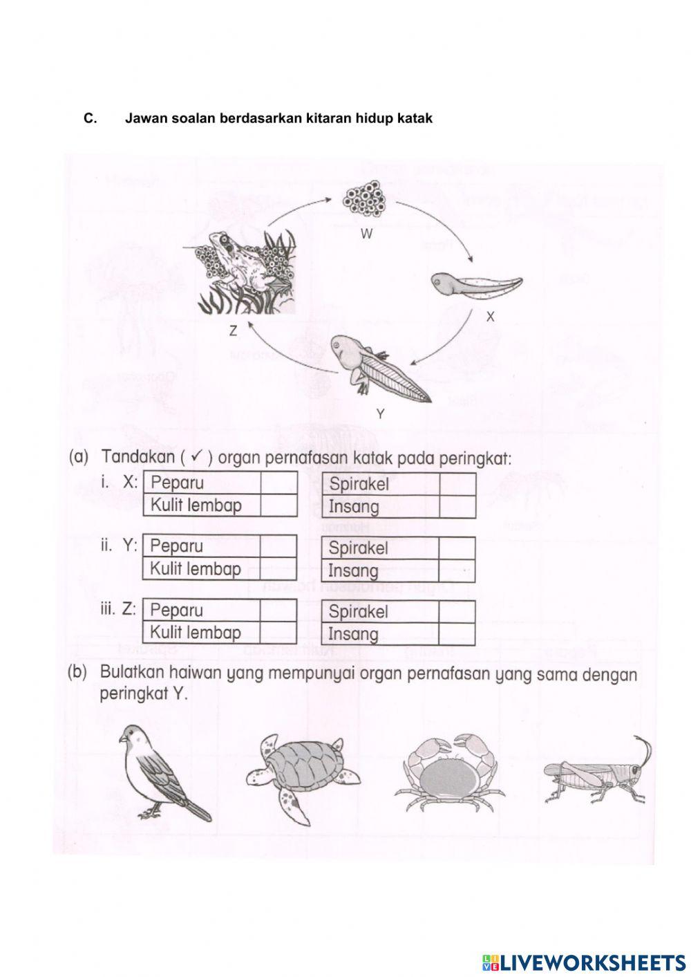 Organ Pernafasan Haiwan