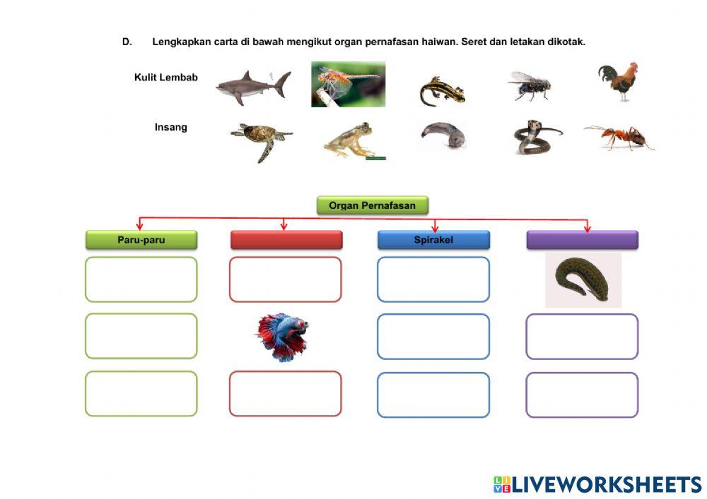 Organ Pernafasan Haiwan