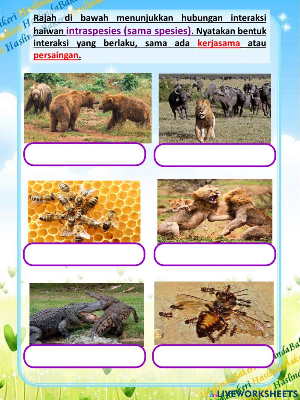 Sains Tahun 6 : Interaksi Hidupan