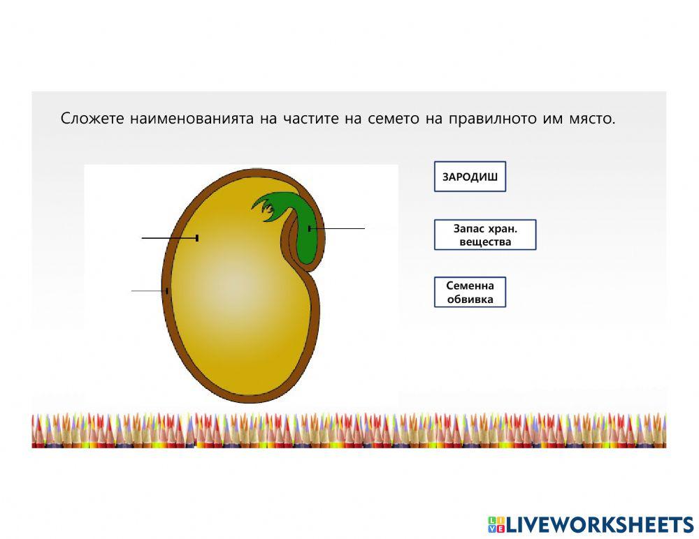 Размножаване2