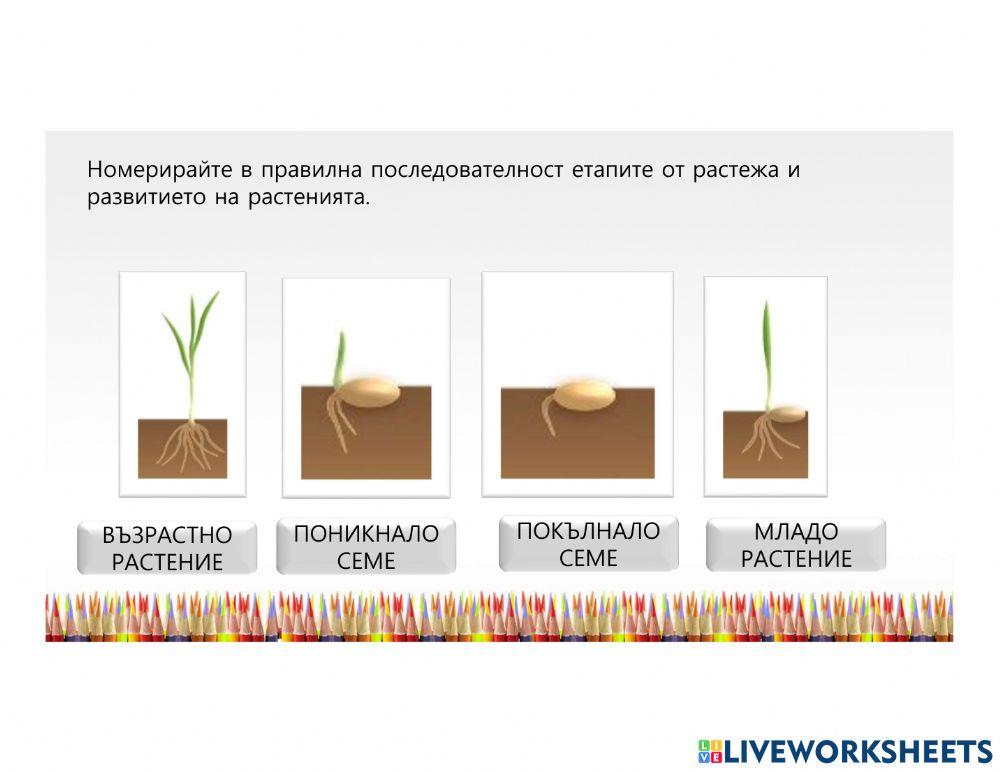 Размножаване2