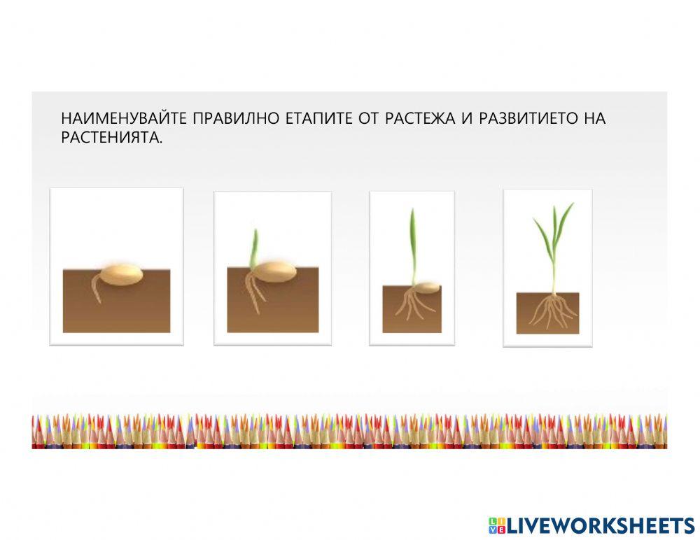 Размножаване2